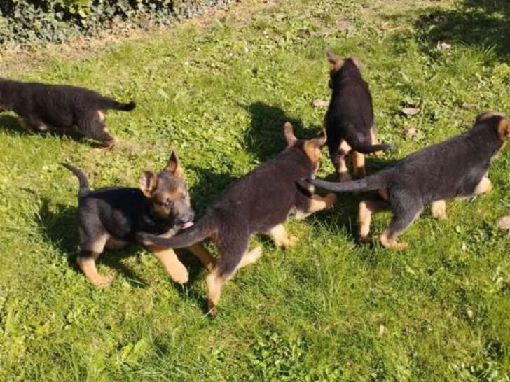 Chiotss Berger Allemand à vendre (5 femelles & 2 mâles)