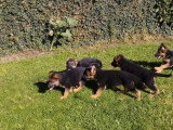 Chiotss Berger Allemand à vendre (5 femelles & 2 mâles)