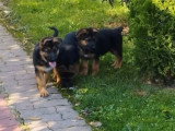 Chiotss Berger Allemand à vendre (5 femelles & 2 mâles)