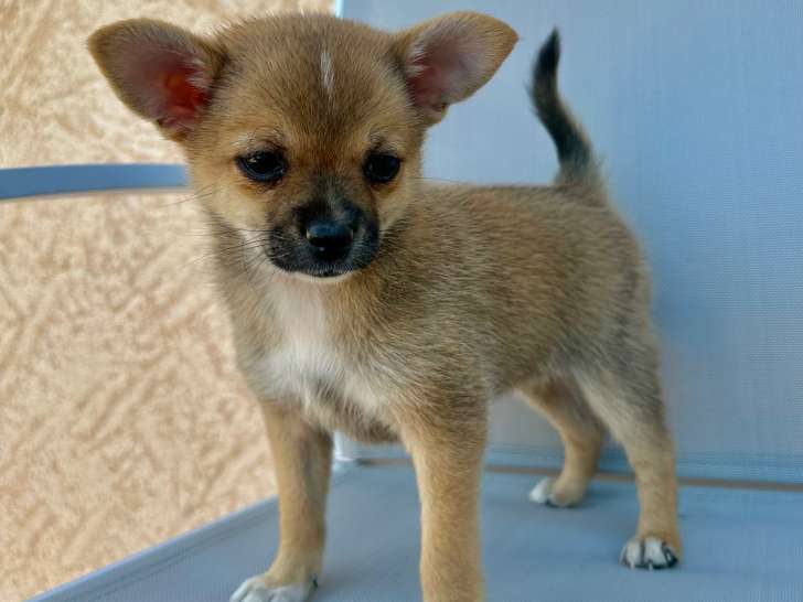 Chiot femelle pomchi (Chihuahua croisée Spitz Nain) à vendre