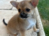 Chiot femelle pomchi (Chihuahua croisée Spitz Nain) à vendre