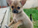 Chiot femelle pomchi (Chihuahua croisée Spitz Nain) à vendre