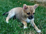 Chiot femelle pomchi (Chihuahua croisée Spitz Nain) à vendre