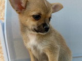Chiot femelle pomchi (Chihuahua croisée Spitz Nain) à vendre