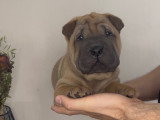Chiot Shar-Peï à vendre