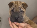Chiot Shar-Peï à vendre