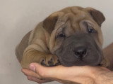Chiot Shar-Peï à vendre