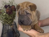Chiot Shar-Peï à vendre