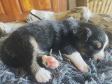 4 chiots Berger Australien mâles non LOF nés juin 2026 à vendre