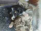 4 chiots Berger Australien mâles non LOF nés juin 2026 à vendre