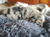 4 chiots Berger Australien mâles non LOF nés juin 2026 à vendre