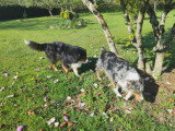 4 chiots Berger Australien mâles non LOF nés juin 2026 à vendre