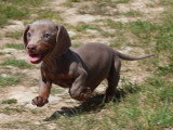 Portée de 7 chiots Teckel Standard merle lilas non LOF mars 2026 à vendre