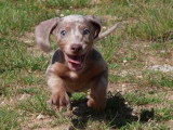 Portée de 7 chiots Teckel Standard merle lilas non LOF mars 2026 à vendre