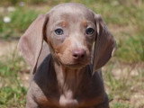 Portée de 7 chiots Teckel Standard merle lilas non LOF mars 2026 à vendre