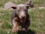 Portée de 7 chiots Teckel Standard merle lilas non LOF mars 2026 à vendre