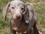 Portée de 7 chiots Teckel Standard merle lilas non LOF mars 2026 à vendre