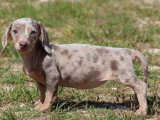 Portée de 7 chiots Teckel Standard merle lilas non LOF mars 2026 à vendre