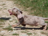 Portée de 7 chiots Teckel Standard merle lilas non LOF mars 2026 à vendre