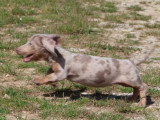 Portée de 7 chiots Teckel Standard merle lilas non LOF mars 2026 à vendre
