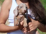 Portée de 7 chiots Teckel Standard merle lilas non LOF mars 2026 à vendre