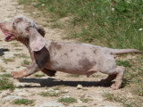 Portée de 7 chiots Teckel Standard merle lilas non LOF mars 2026 à vendre