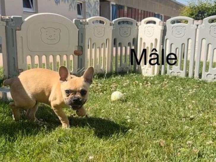 Deux chiots Bouledogue Français non LOF nés en mars 2026 à vendre