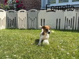 Chiot femelle Jack Russell non LOF à vendre né en mai 2026