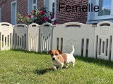 Chiot femelle Jack Russell non LOF à vendre né en mai 2026