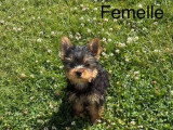 Chiot femelle Yorkshire né en avril 2026 non LOF à vendre