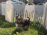 Chiot femelle Yorkshire né en avril 2026 non LOF à vendre