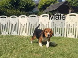Chiot Beagle mâle non LOF né en avril 2026 en vente