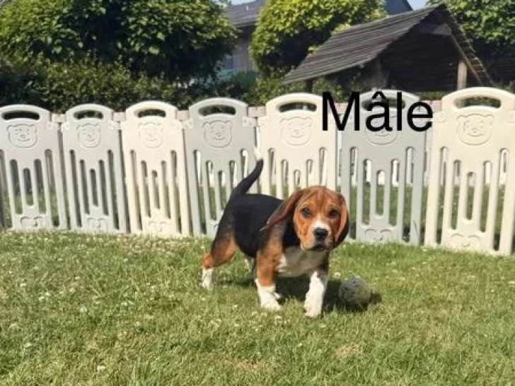 Chiot Beagle mâle non LOF né en avril 2026 en vente