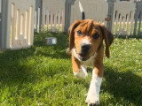 Chiot Beagle mâle non LOF né en avril 2026 en vente
