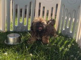 Trois chiots Lhassa Apso femelles à vendre non LOF nés en avril 2026