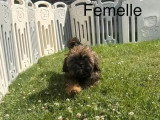 Trois chiots Lhassa Apso femelles à vendre non LOF nés en avril 2026