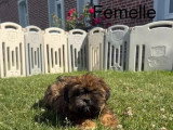 Trois chiots Lhassa Apso femelles à vendre non LOF nés en avril 2026