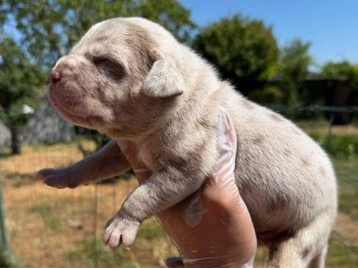 Portée American Bully XL 4 chiots non LOF à réserver
