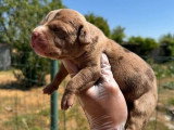 Portée American Bully XL 4 chiots non LOF à réserver