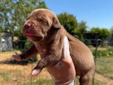 Portée American Bully XL 4 chiots non LOF à réserver
