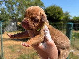 Portée American Bully XL 4 chiots non LOF à réserver