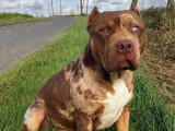Portée American Bully XL 4 chiots non LOF à réserver