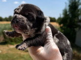Portée American Bully Pocket 8 chiots non LOF nés juin 2026 à réserver