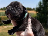 Portée American Bully Pocket 8 chiots non LOF nés juin 2026 à réserver