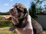 Portée American Bully Pocket 8 chiots non LOF nés juin 2026 à réserver