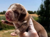 Portée American Bully Pocket 8 chiots non LOF nés juin 2026 à réserver