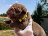 Portée American Bully Pocket 8 chiots non LOF nés juin 2026 à réserver
