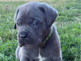 Réservation chiots Cane Corso LOF 8 mâles et 4 femelles nés en juin 2026