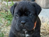 Réservation chiots Cane Corso LOF 8 mâles et 4 femelles nés en juin 2026