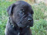 Réservation chiots Cane Corso LOF 8 mâles et 4 femelles nés en juin 2026
